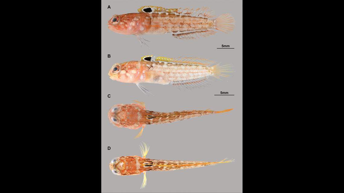 The Japanese whitespotted fish collected from Mage-shima Island are a reddish brown color.