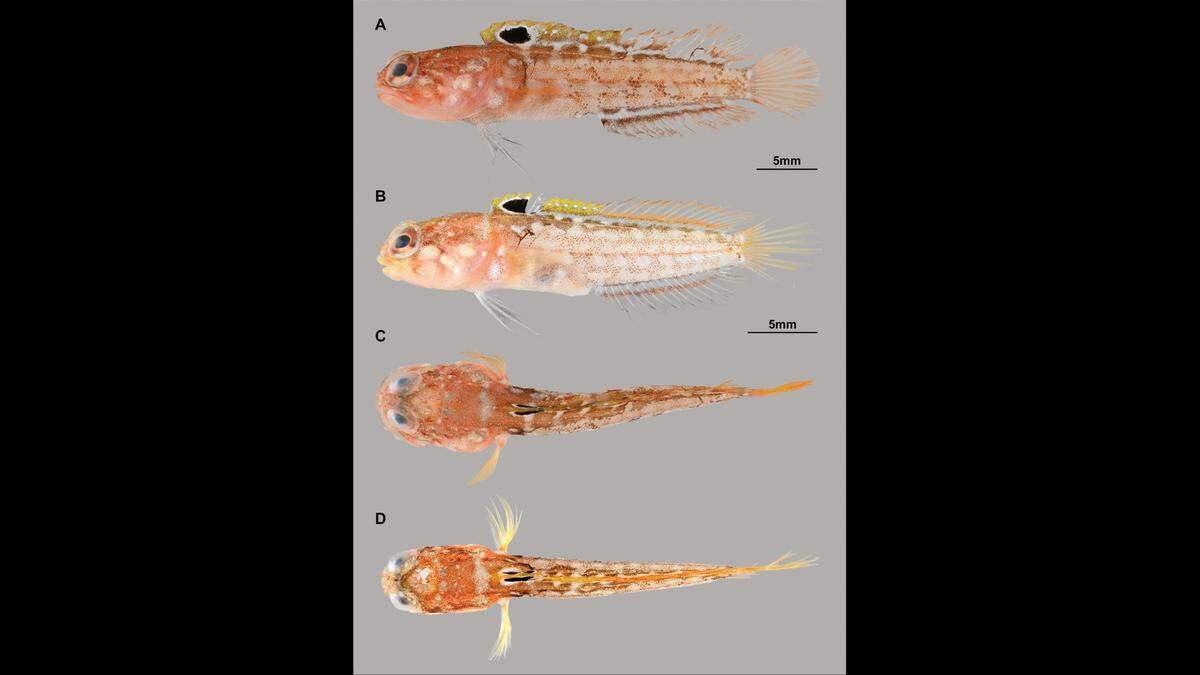 The Japanese whitespotted fish collected from Mage-shima Island are a reddish brown color.