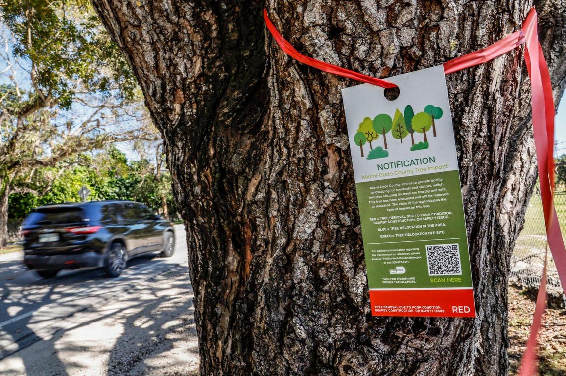A long line of trees along Southwest 136 Street and east of 67th Avenue, have been tagged for removal by Miami-Dade County in Pinecrest on Saturday, January 7, 2023.
