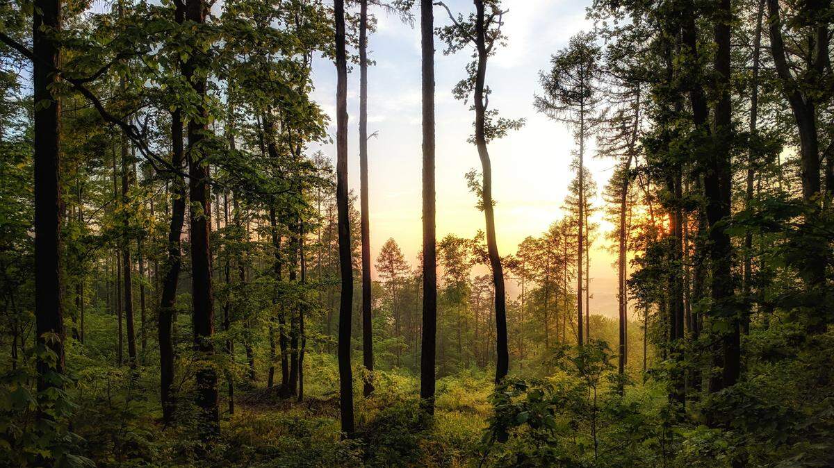 A trove of ancient treasures was discovered in a forest in Poland, official said. This photo is representative of a forested area in Poland.