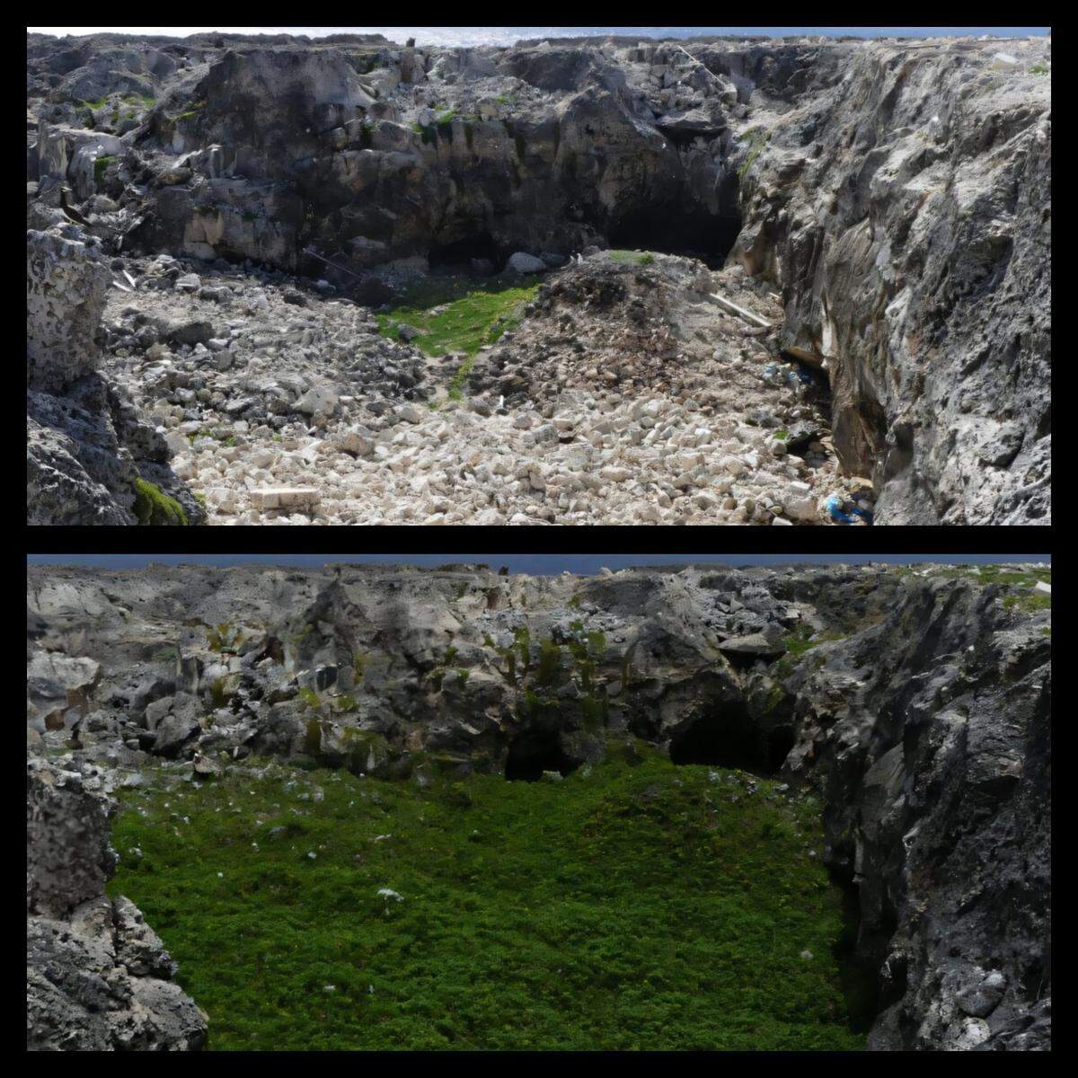 In 2019 (top), the island was barren, but in 2024 (bottom), the lush landscape is returning.