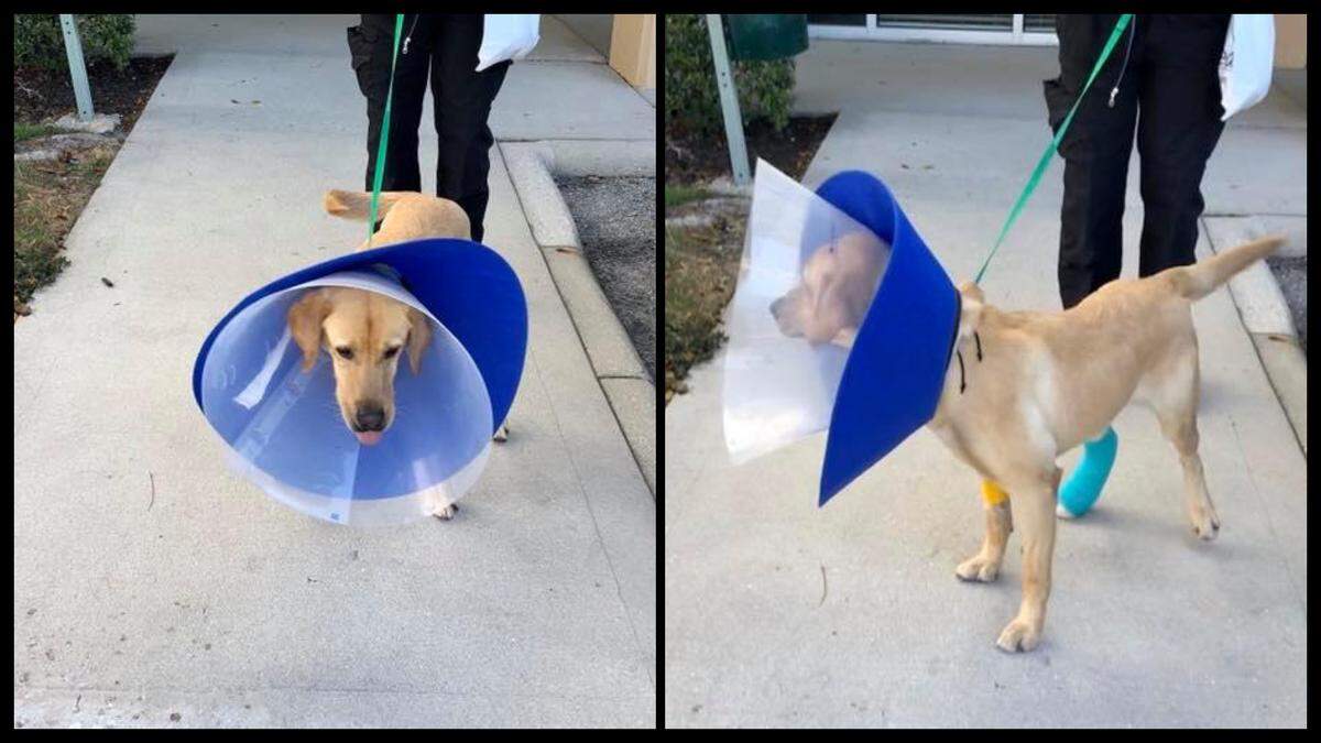 K9 Phi was discharged from the vet Friday and is expected to make a full recovery in the next few weeks, according to the Pasco County Sheriff’s Office.