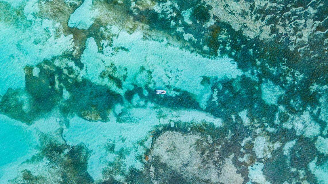 Scientists discovered three new species of carnivorous underwater creature at the Great Barrier Reef, the study said. Photo shows a representative reef.