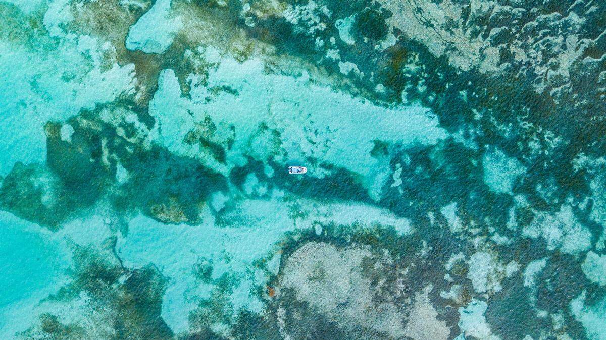 Scientists discovered three new species of carnivorous underwater creature at the Great Barrier Reef, the study said. Photo shows a representative reef.