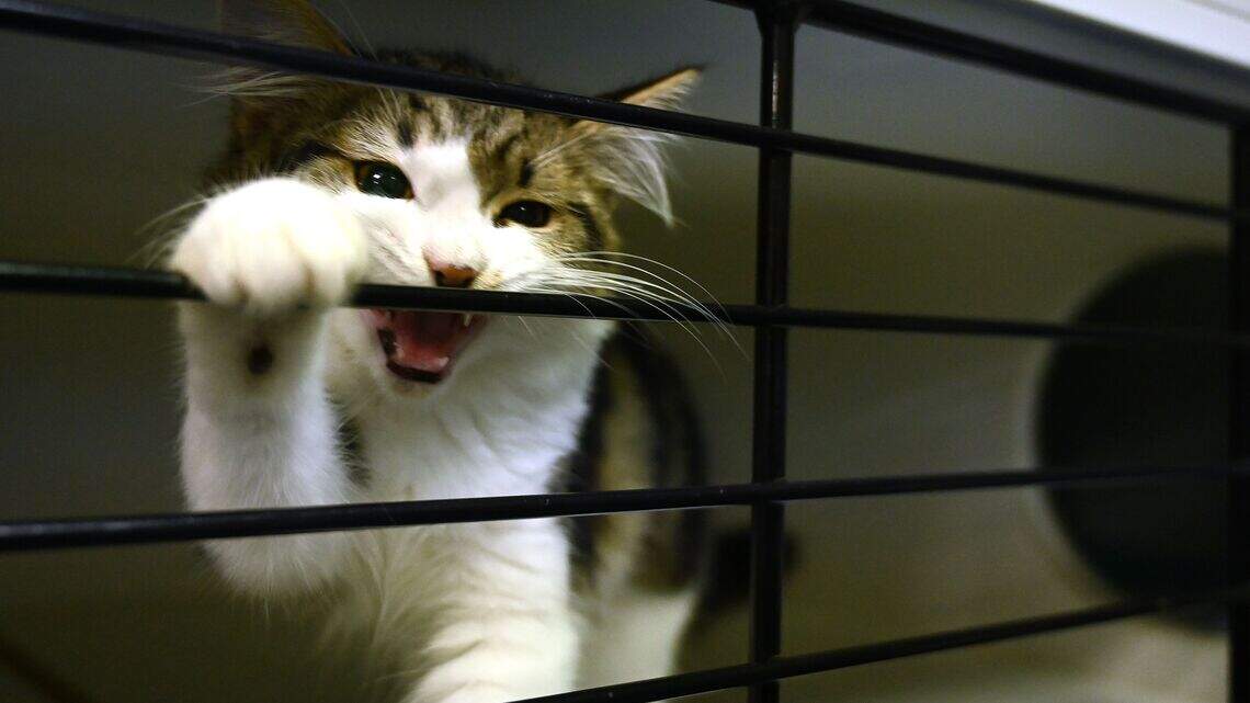 Why does your cat chew on everything in sight? Understanding feline oral fixations and what to do