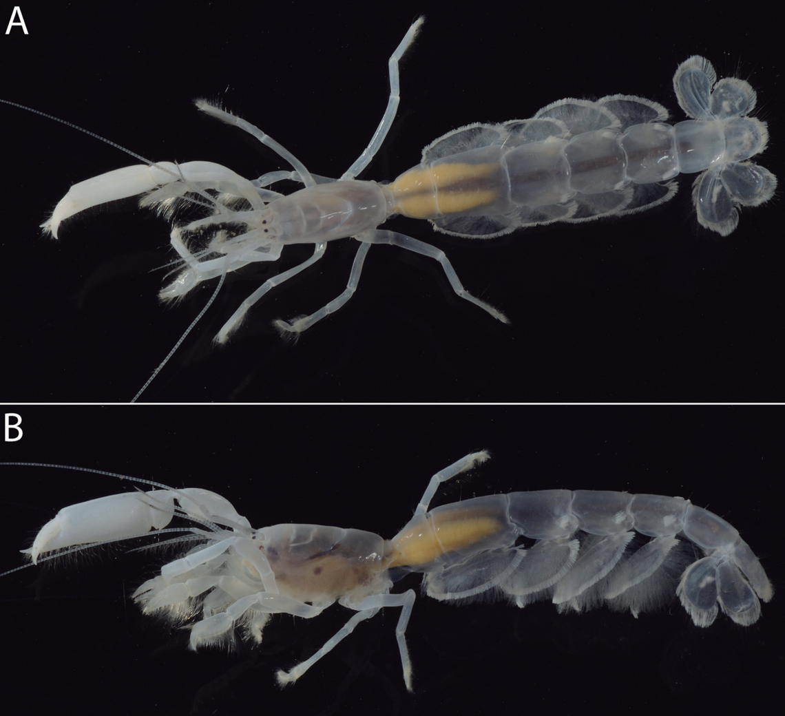 The shrimp is almost entirely translucent, with visible yellow organs.