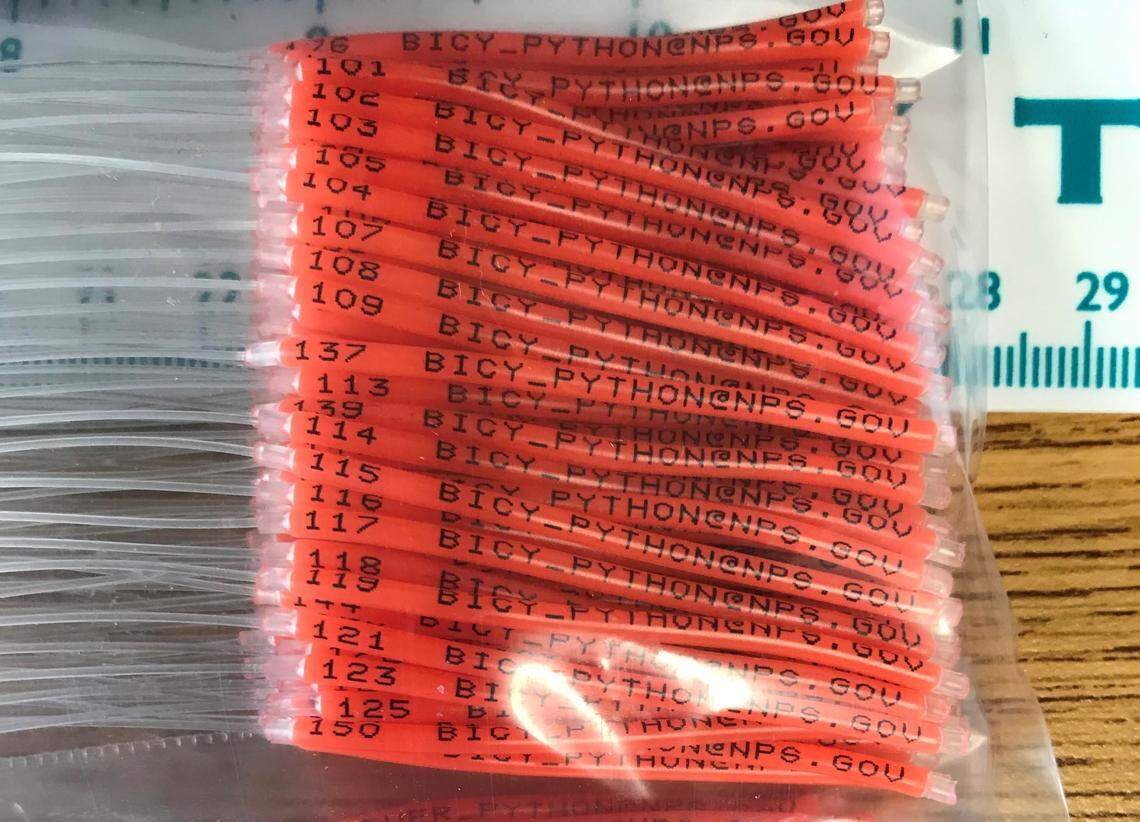 Each tag has the python’s number and an email address so that hunters can contact scientists when they find a study snake