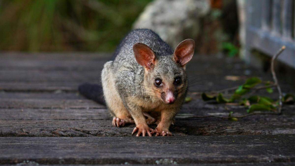 possum walking on porch