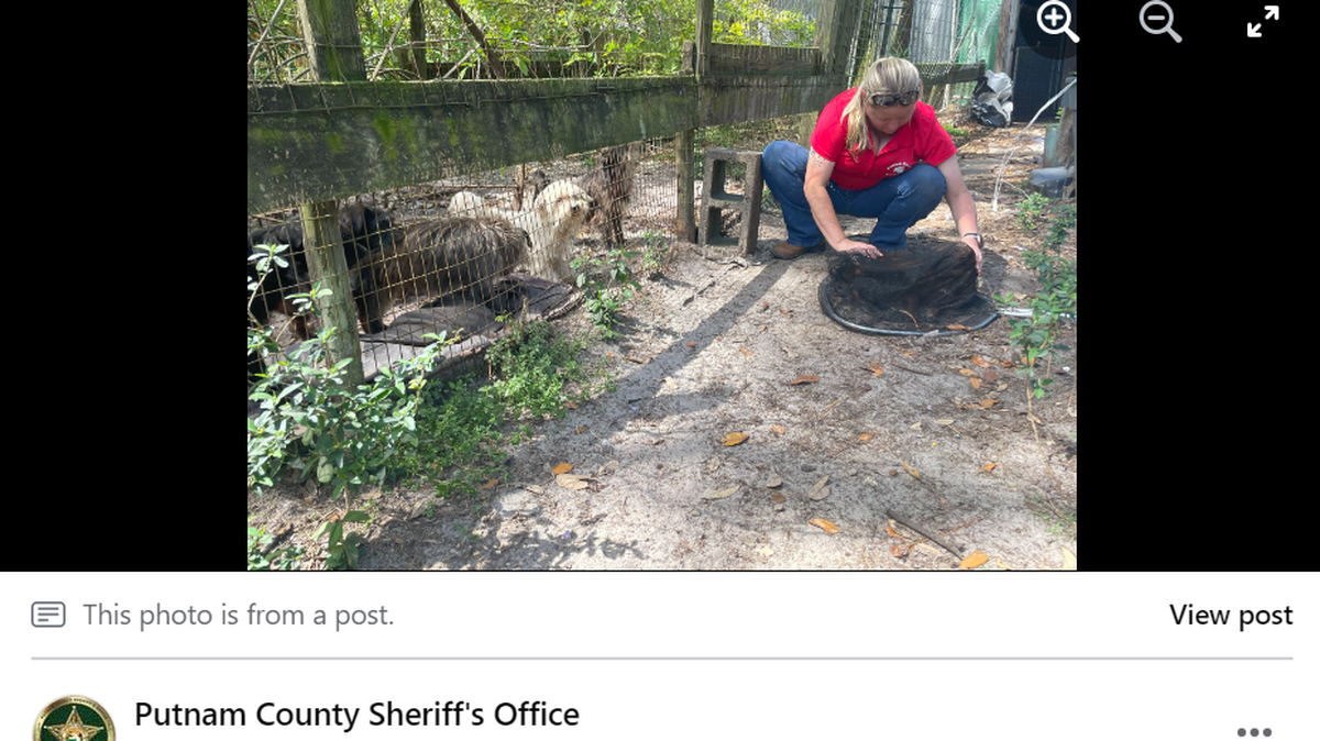 More than 200 dogs were found in and around a Florida home after un-neutered and spayed pets became out of control, the sheriff’s office said.