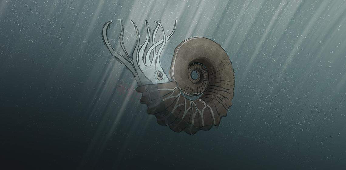 This is what a Tropaeum bowerbanki may have looked when alive, a large heteromorphic ammonite that hunted small prey in the waters of the Lower Greensand seas.