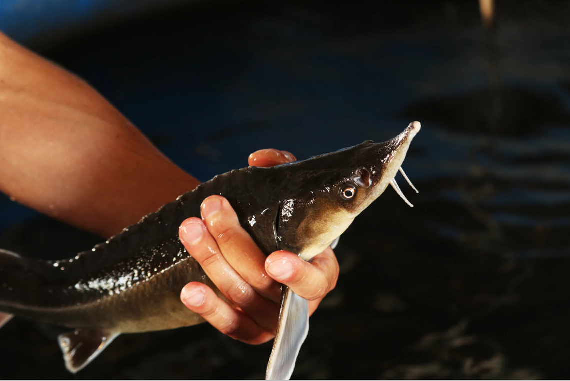 Sterlet sturgeon are much smaller than their beluga relatives, only growing about 3 feet long when fully mature. The species is often poached for meat and caviar, leaving it endangered in its native habitat.
