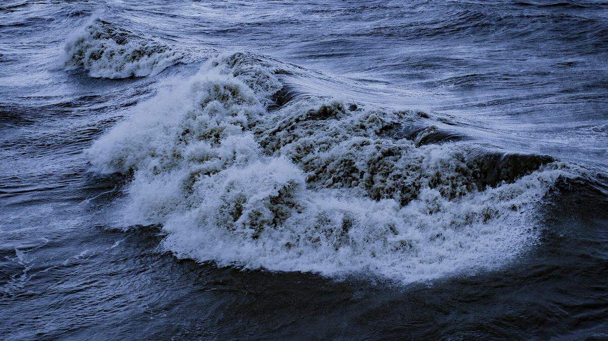 Three new deep-sea species were discovered in the north Atlantic boring into sunken wood.