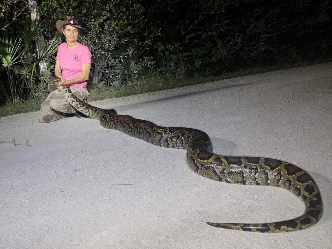 Python hunter Donna Kalil caught a 14-foot snake in the Everglades last week as the invasive species continues to do serious damage to local wildlife.