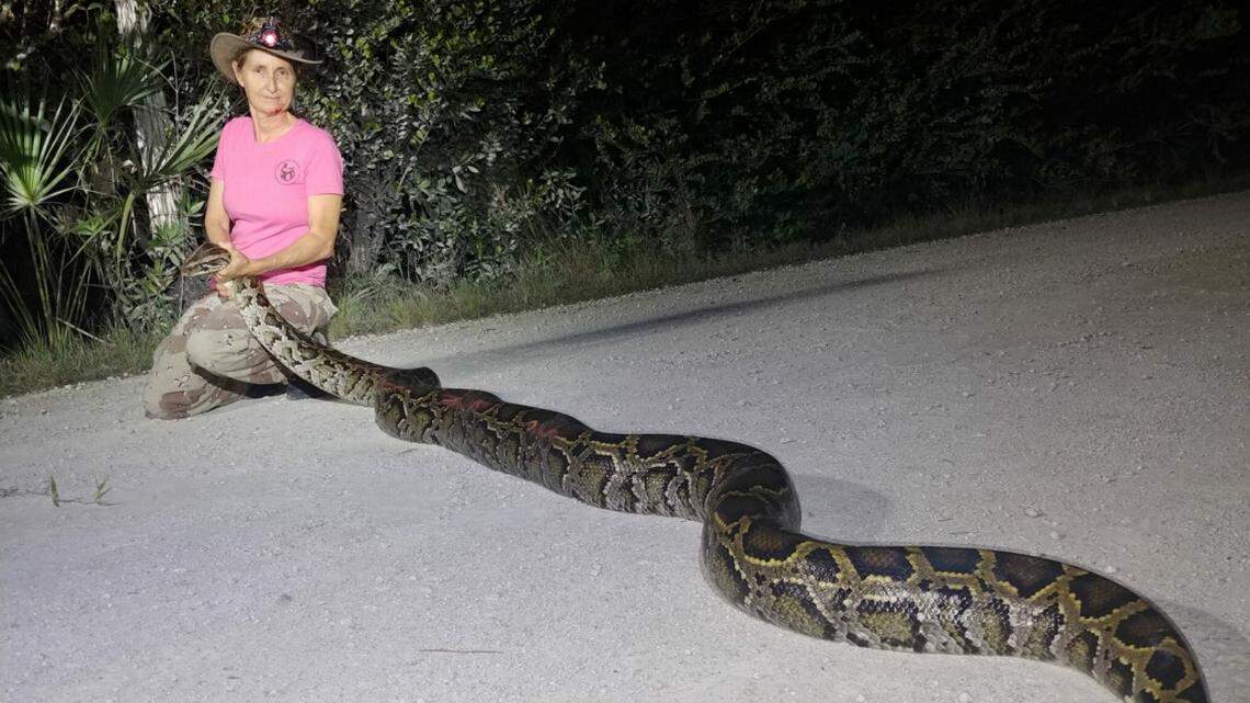 Python catcher Donna Kalil caught a 14-foot snake in the Everglades in April 2020.