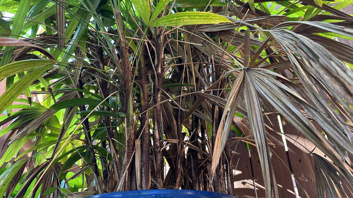 A drier than normal November turning your outdoor plants brown? The “abnormally dry” conditions in Florida are expected to continue through the month and that’s not unheard of, the National Weather Service in Miami said.
