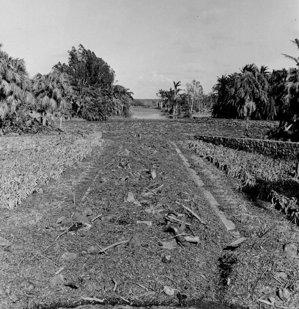 The aftermath of Hurricane Betsy at Fairchild Tropical Botanic Garden in Coral Gables.