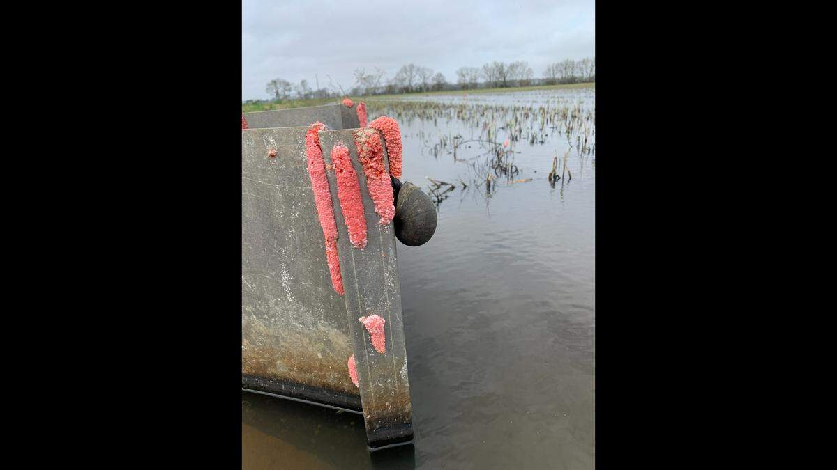 Louisiana officials caution Cajun cuisine connoisseurs to be careful eating the invasive giant apple snails appearing in the swamps due to parasites. Their bright pink eggs have appeared in Louisiana’s swamps.