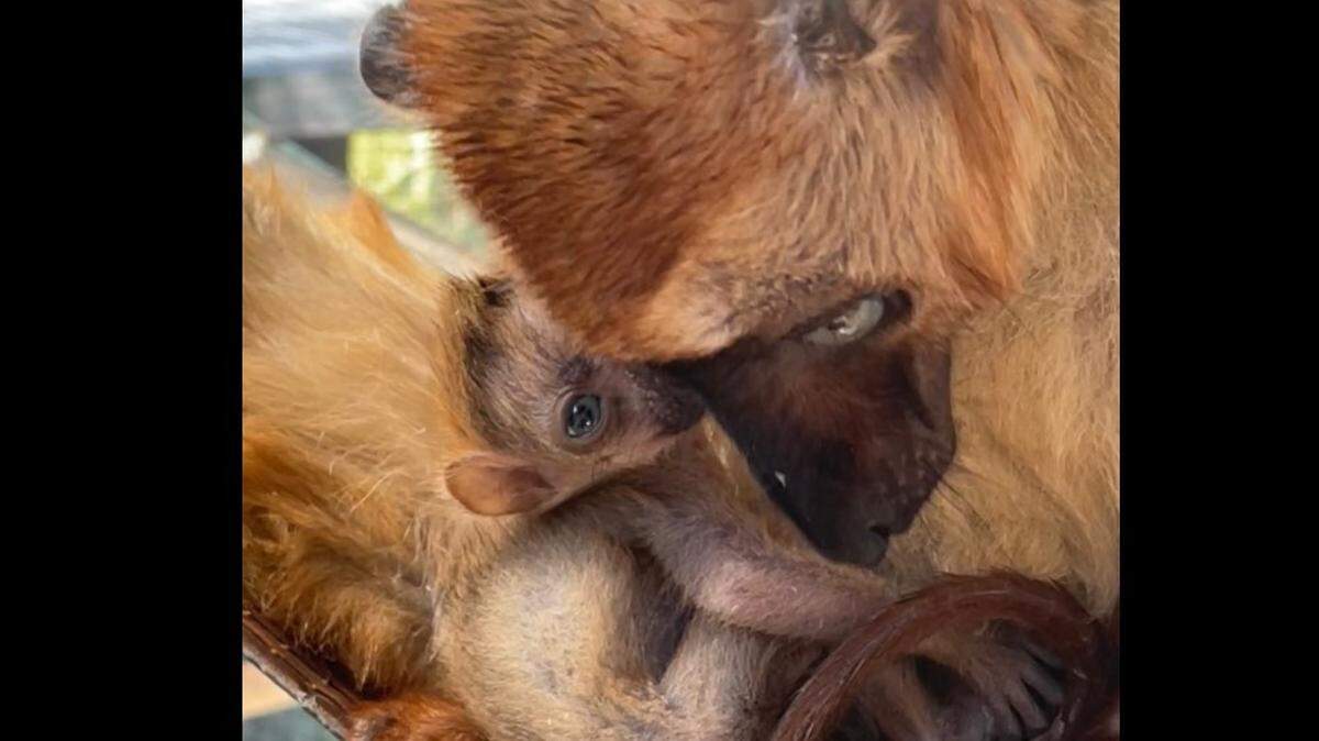 Baby blue eyed black lemur at Jacksonville Zoo and Gardens’ newest resident with mom (or dad)