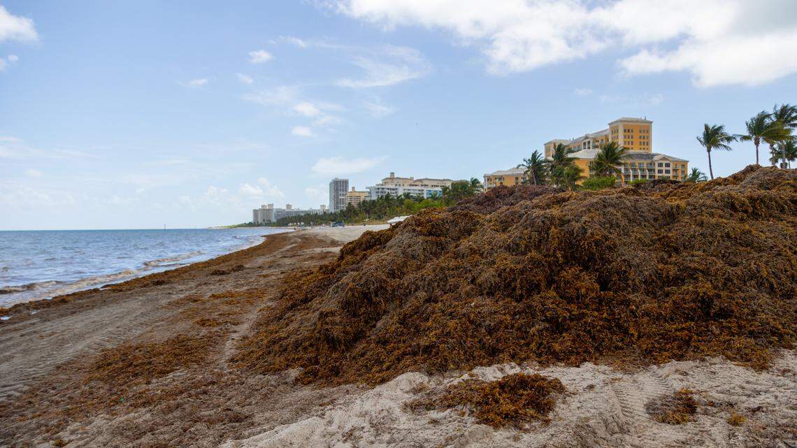 A pile of sargassum, or seaweed, on Key Biscayne’s coastline on Thursday, April 24.