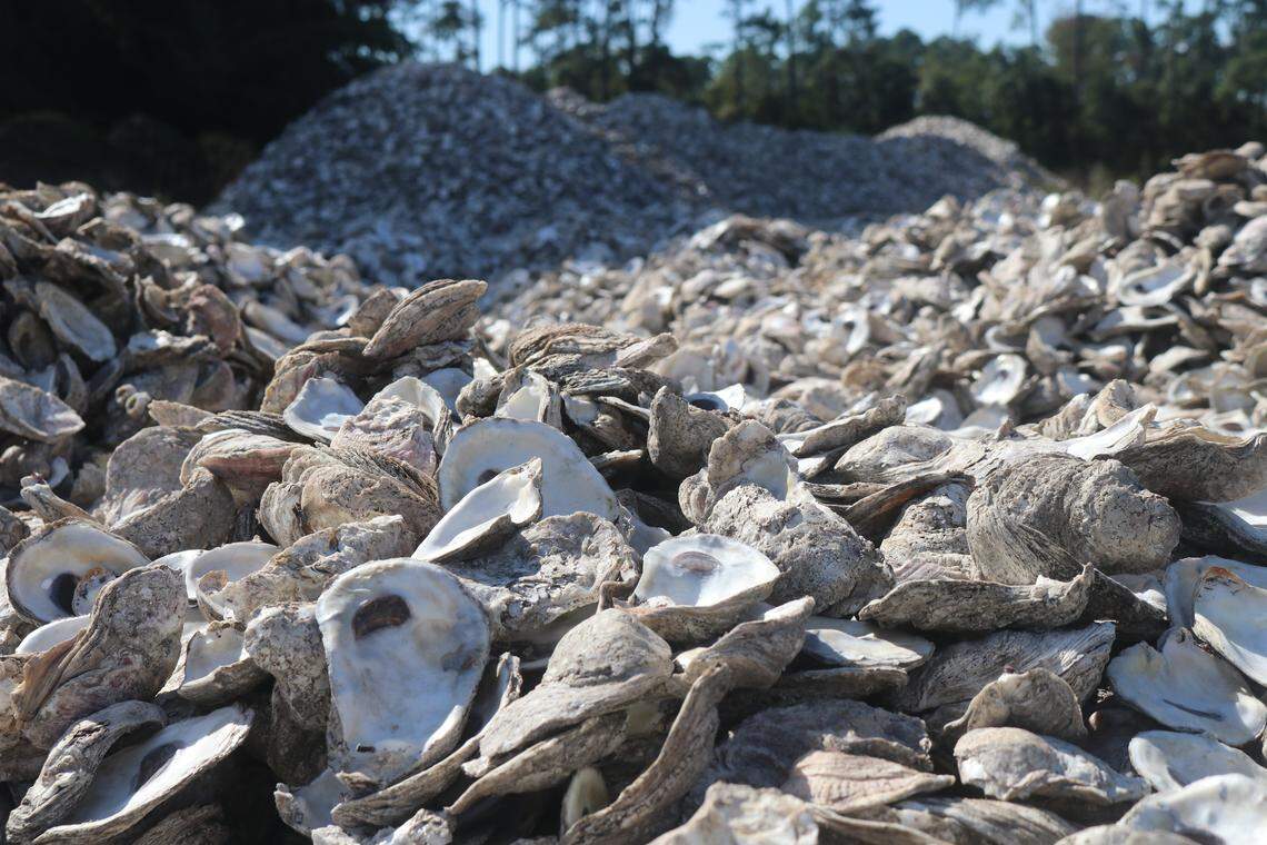 Oyster shells pile up in an empty lot in Pensacola on Friday, Oct. 10, 2025. Escambia County is embarking on a multi-million dollar project to restore the county’s oyster beds, which were nearly destroyed after Deepwater Horizon.