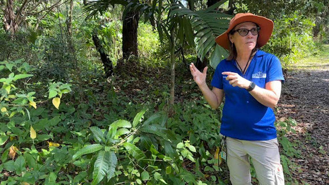 Plant invaders choke North Miami’s Enchanted Forest Park. There’s a battle to stop them