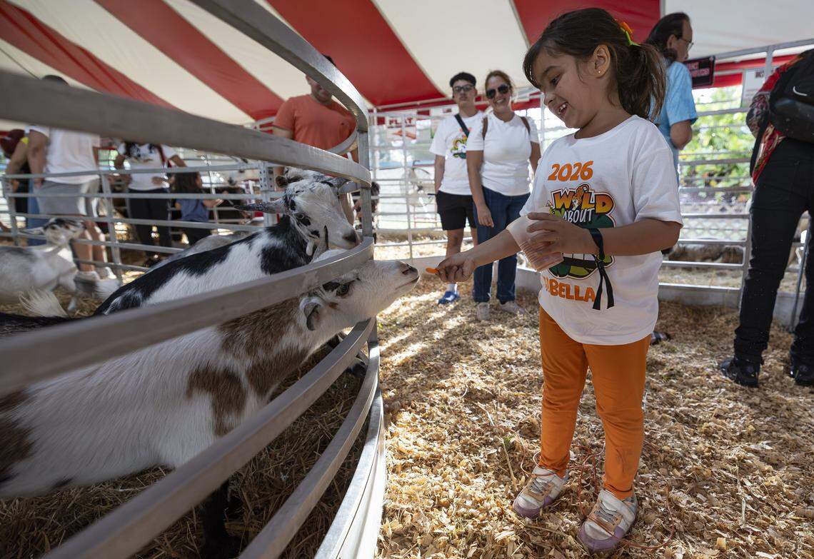 Isabella Torres, 6, feeds goats during the opening day of the 74th annual Miami-Dade County Youth Fair on Thursday, March 12, 2026, in Miami, Fla.