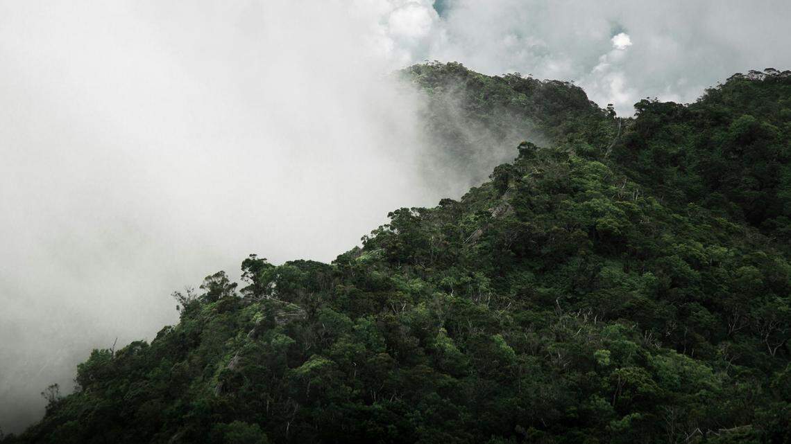 In the cloud forest of Brazil, a new tiny species was discovered.