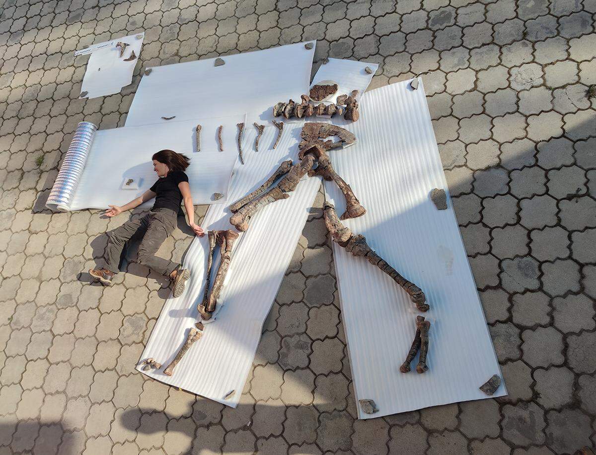 The species was massive, around 30 feet long when fully grown, researchers said.