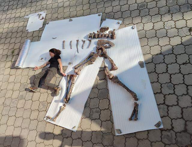 The species was massive, around 30 feet long when fully grown, researchers said.