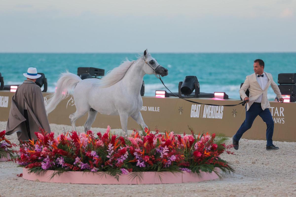 A judge watches how a handler guides a stallion named Vespascian during the Senior Stallions Championship event at the Global Champions Arabians Tour Miami Beach.