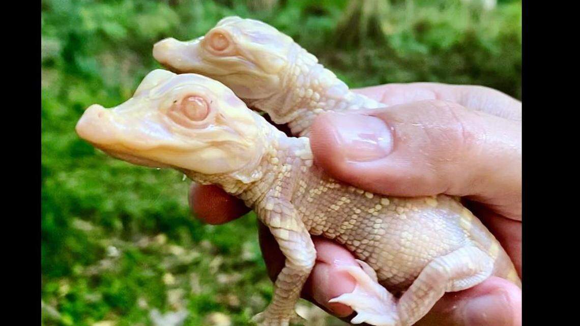 Albino alligators at Wild Florida