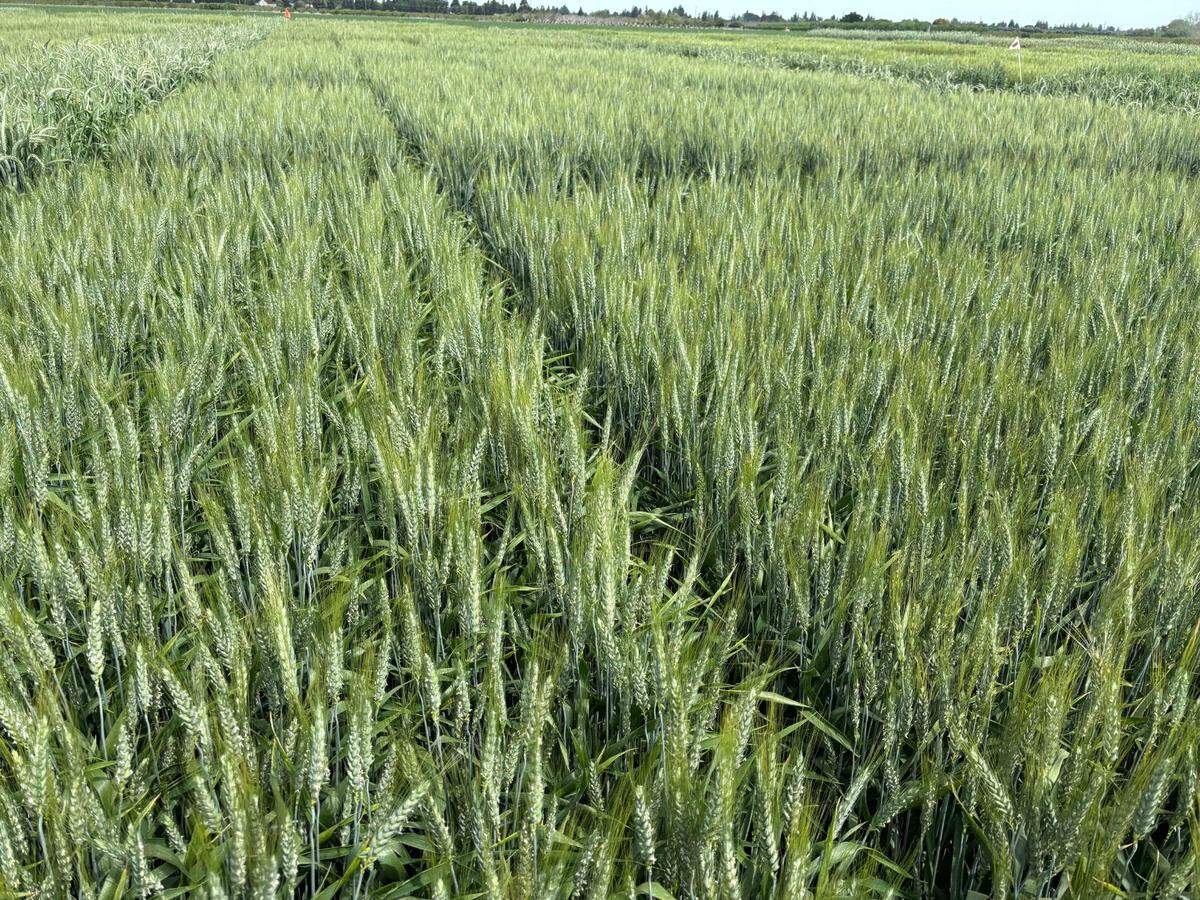 A protein in the gluten of wheat was “deleted” through targeted gamma radiation, according to the study.