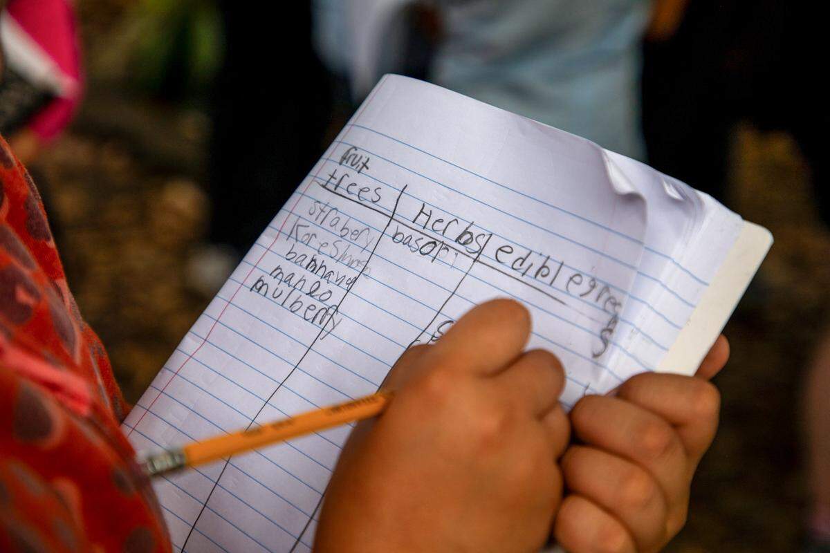 Students sort what they see in the garden into three categories: trees, herbs and edible greens.