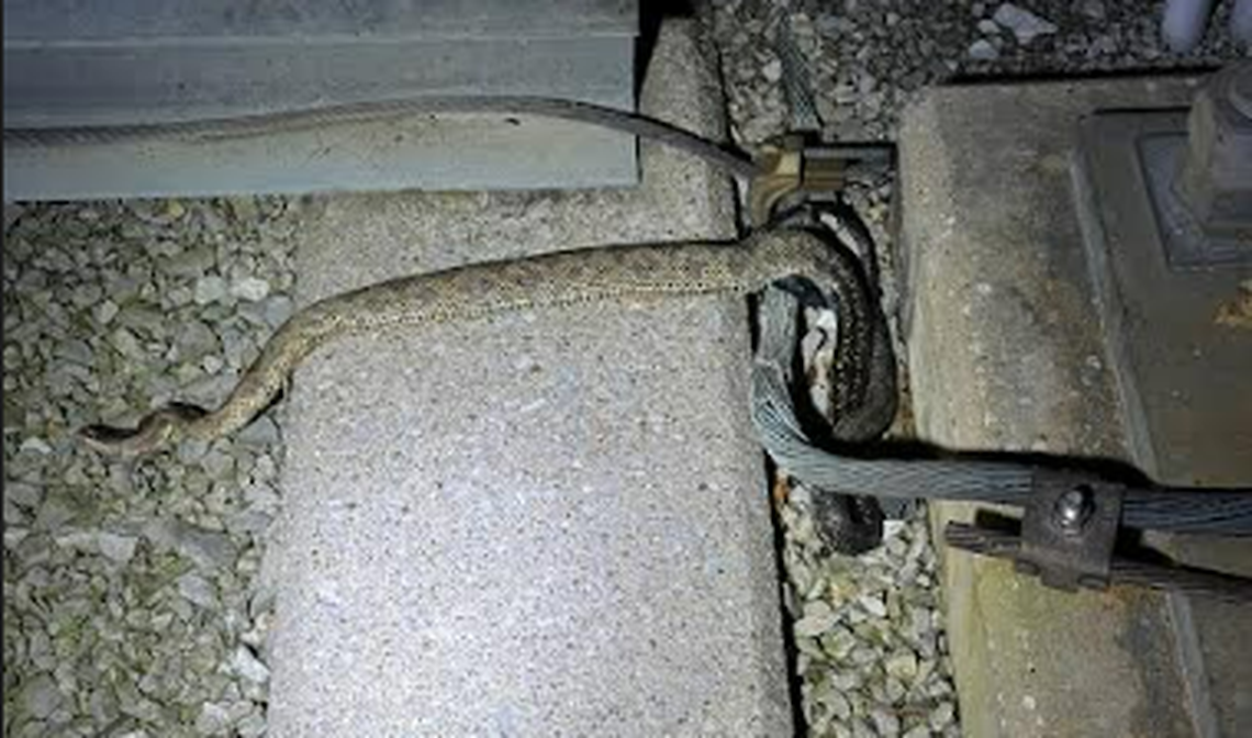 Staff at the Henpeck substation have found the dead snakes while investigating the outages.