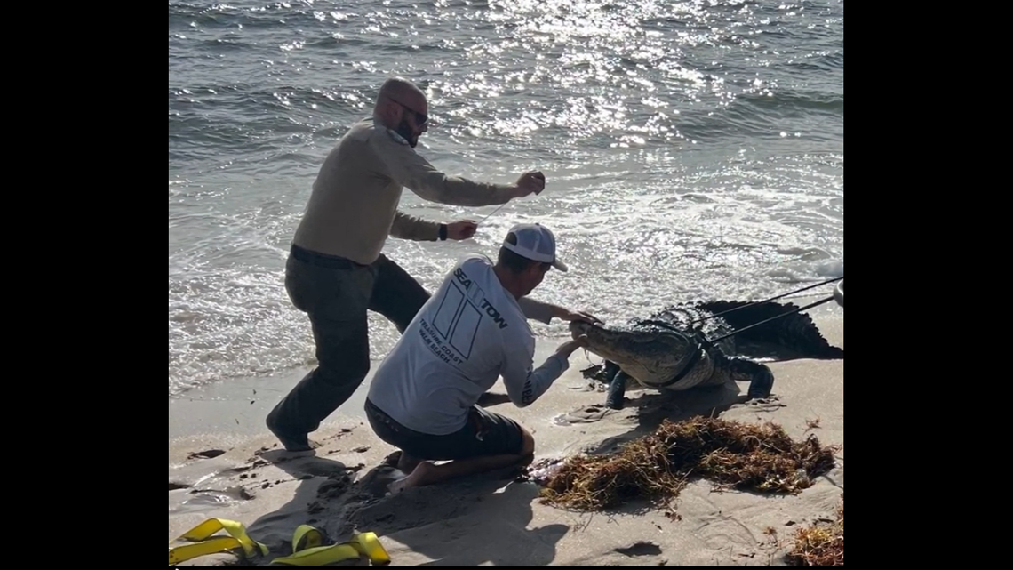 It took three men to control an alligator found Oct. 12 at Delray Beach. Alligators tolerate salt water but don’t enjoy it, so they are not often seen at Florida’s popular tourist beaches, experts say.
