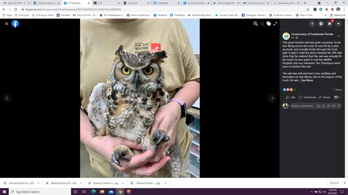 The Conservancy of Southwest Florida in Naples sent one of its volunteers to rescue this horned owl that had gotten hit by a pick-up truck and stuck inside its grill. The group posted to its Facebook page on April 27, 2021.