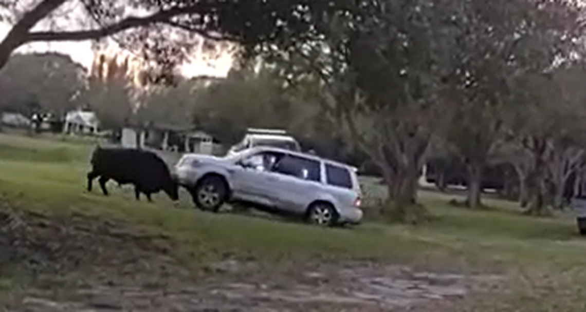 An escaped bull managed to lift the front of an SUV as Florida deputies were trying to corral it in a pasture, video shows.