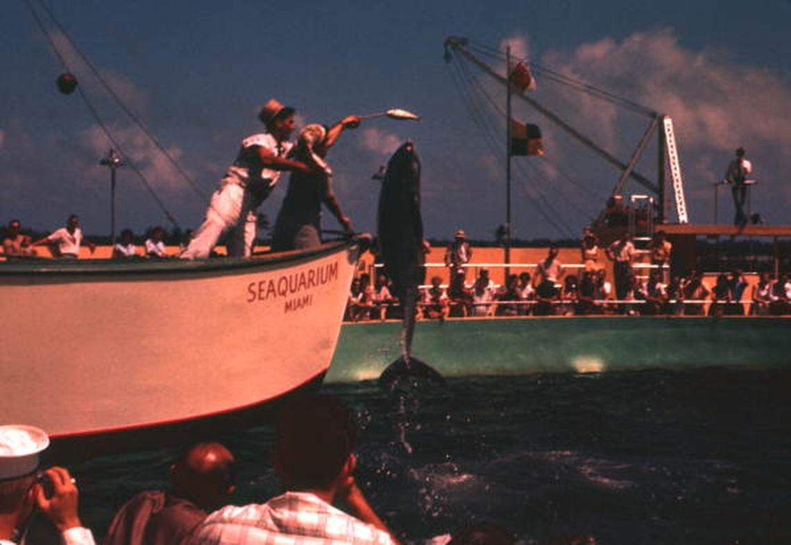 The dolphins show in the early years.