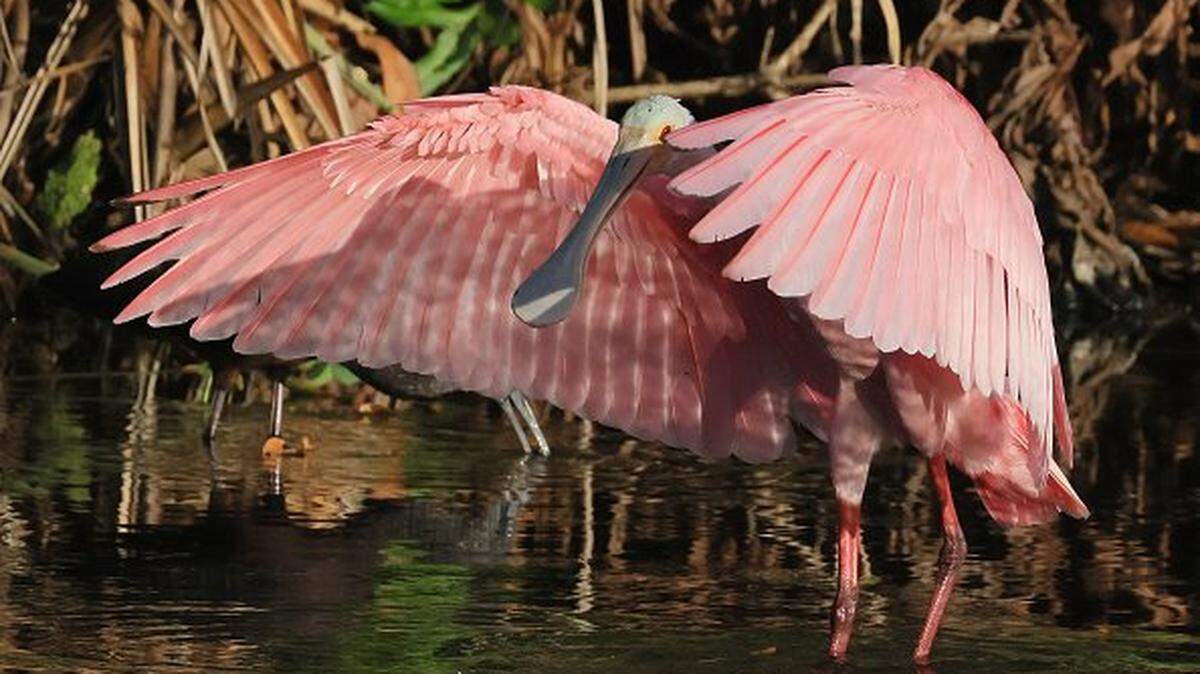 DELRAY BEACH, FLORIDA - NOVEMBER 14: A Roseate Spoonbill populates the Wakodahatchee Wetlands on November 14, 2025 in Delray Beach, Florida. The warmer climate found in the southern United States provides a welcome habitat for a wide assortment of aquatic birds and other wildlife. (Photo by Bruce Bennett/Getty Images)