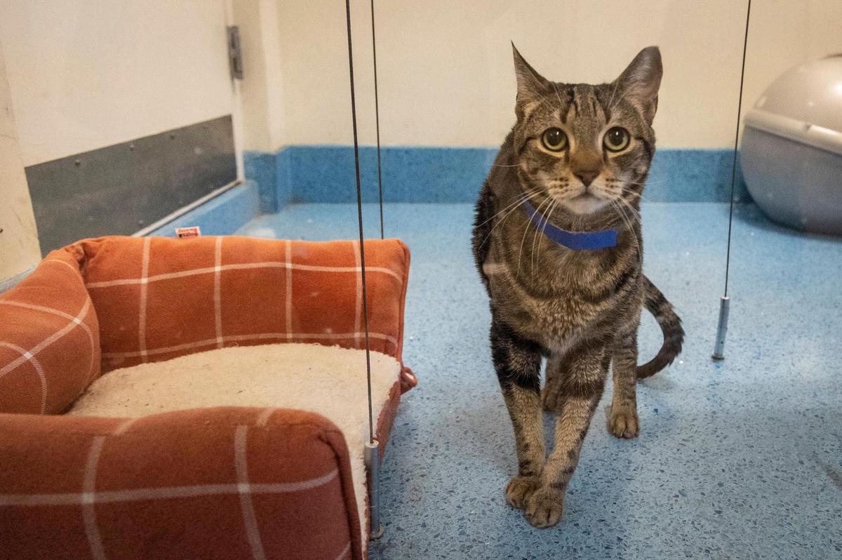 Miami, Florida, 23 de noviembre de 2021 –  Un gato maduro que está en adopción se sienta en un recinto en el refugio de animales de Miami-Dade en Doral.