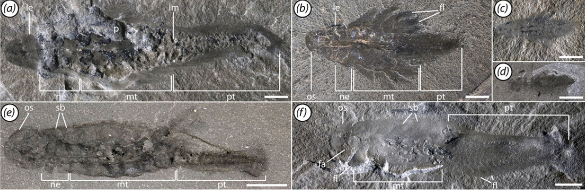 Entire specimens of the new species were preserved, providing a look at not only its external structure, but internal anatomy.