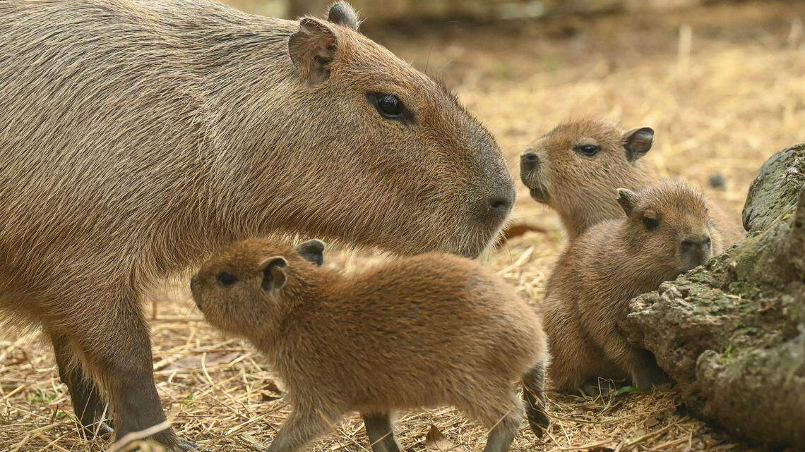 Capybara pups (Hydrochoerus hydrochaeris) born on January 1 are pictured next to their mother at the Cali zoo, in Cali, Colombia, on January 6, 2023. (Photo by JOAQUIN SARMIENTO / AFP) (Photo by JOAQUIN SARMIENTO/AFP via Getty Images)
