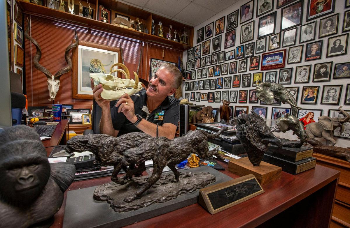 Ron Magill holds the skull of a babirusa, a type of wild pig from Indonesia, while sitting at his office at Zoo Miami. Magill and Zoo Miami will both soon celebrate 40 years in Kendall.