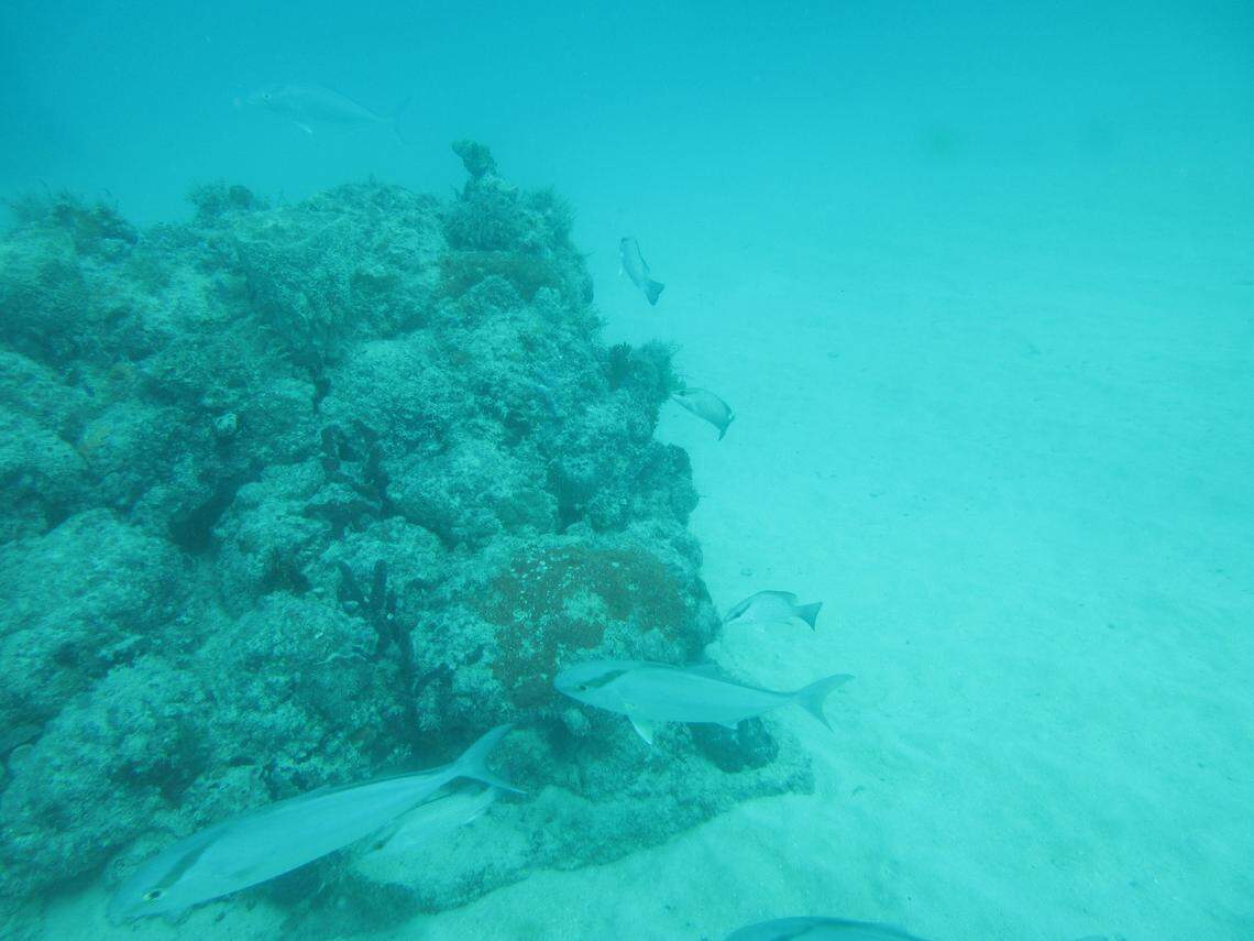 Fish swim near the Port of Miami artificial reef site A, just off the coast of Miami Beach. The Port moved 151 corals there in 2017, and it now plans to move about 4,600 more corals to the same spot.