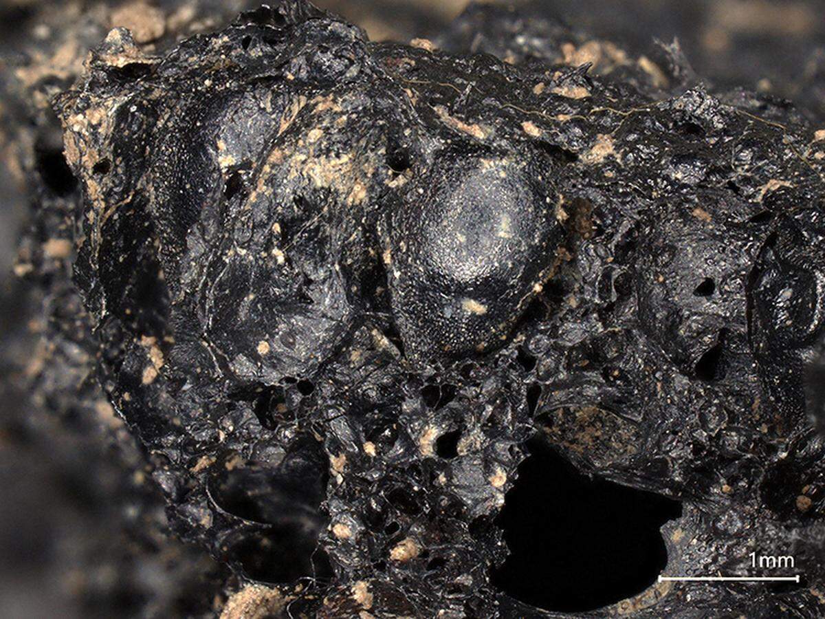 The ancient fig was charred, allowing it to be preserved for 2,000 years.