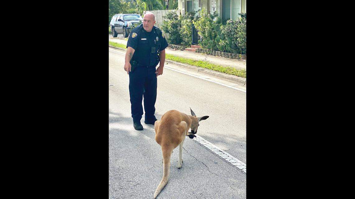 His kangaroo jumped around Fort Lauderdale streets. He’ll now have to appear in court