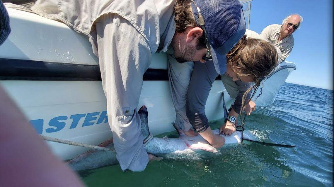 Maria Manz, center, a PhD candidate at Stony Brook University, tags a thresher shark for a study that assessed the migration patterns of various shark species over a five-year period.
