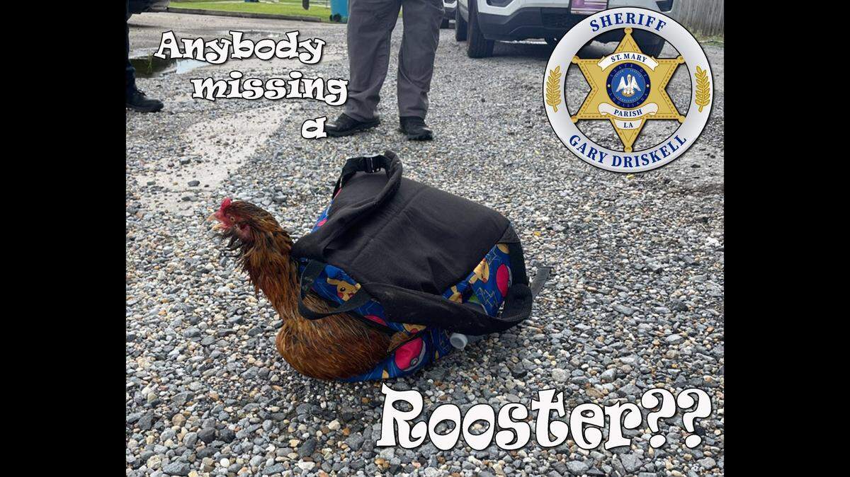 This is the rooster that somehow found its way into a child’s journey to a new life, according to the St. Mary Parish Sheriff’s Office in Louisiana.