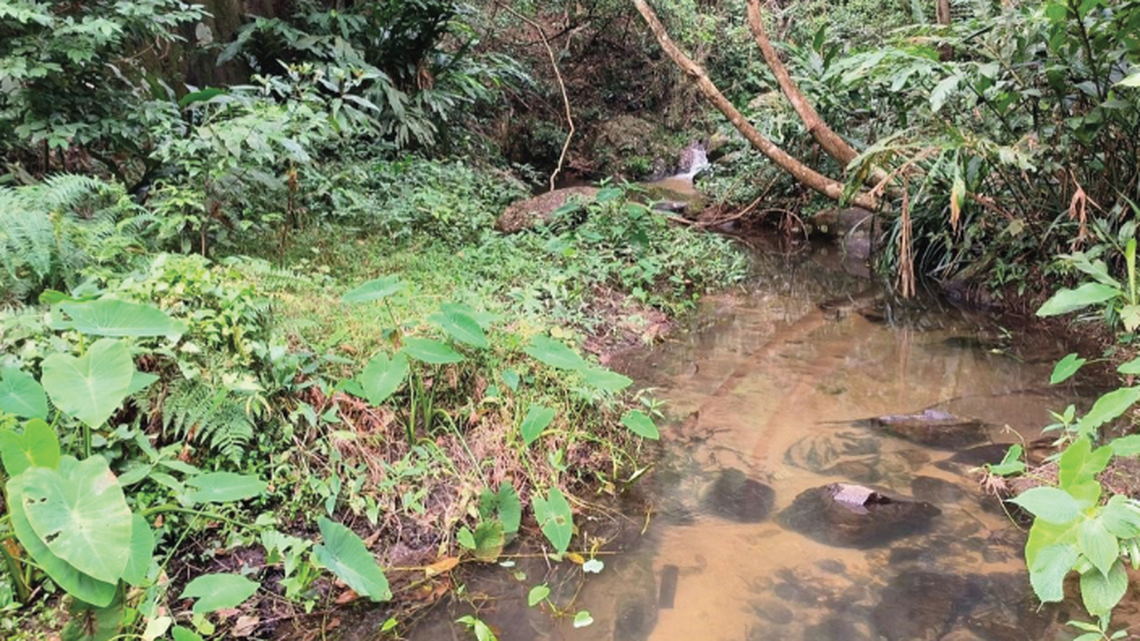 In a stream in southern China, a new species was found lurking under the rocks, waiting for nightfall.