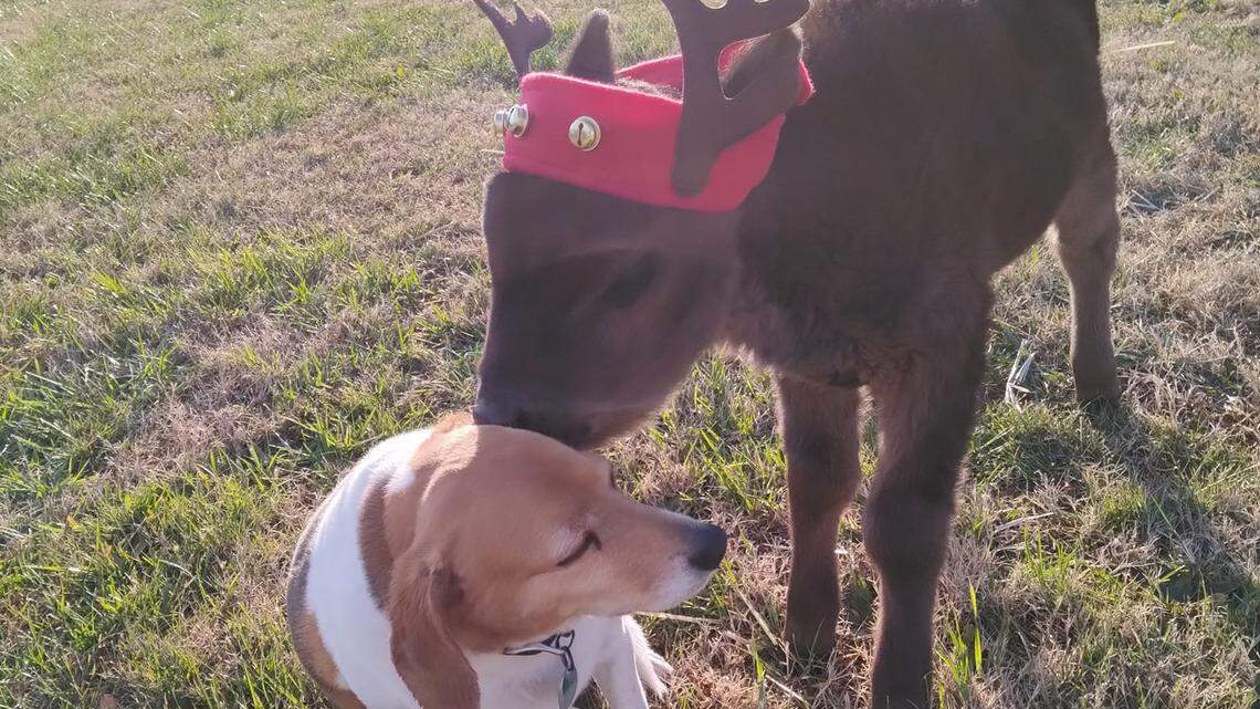 A father-and-son duo rescued a baby calf from a dumpster in Virginia.